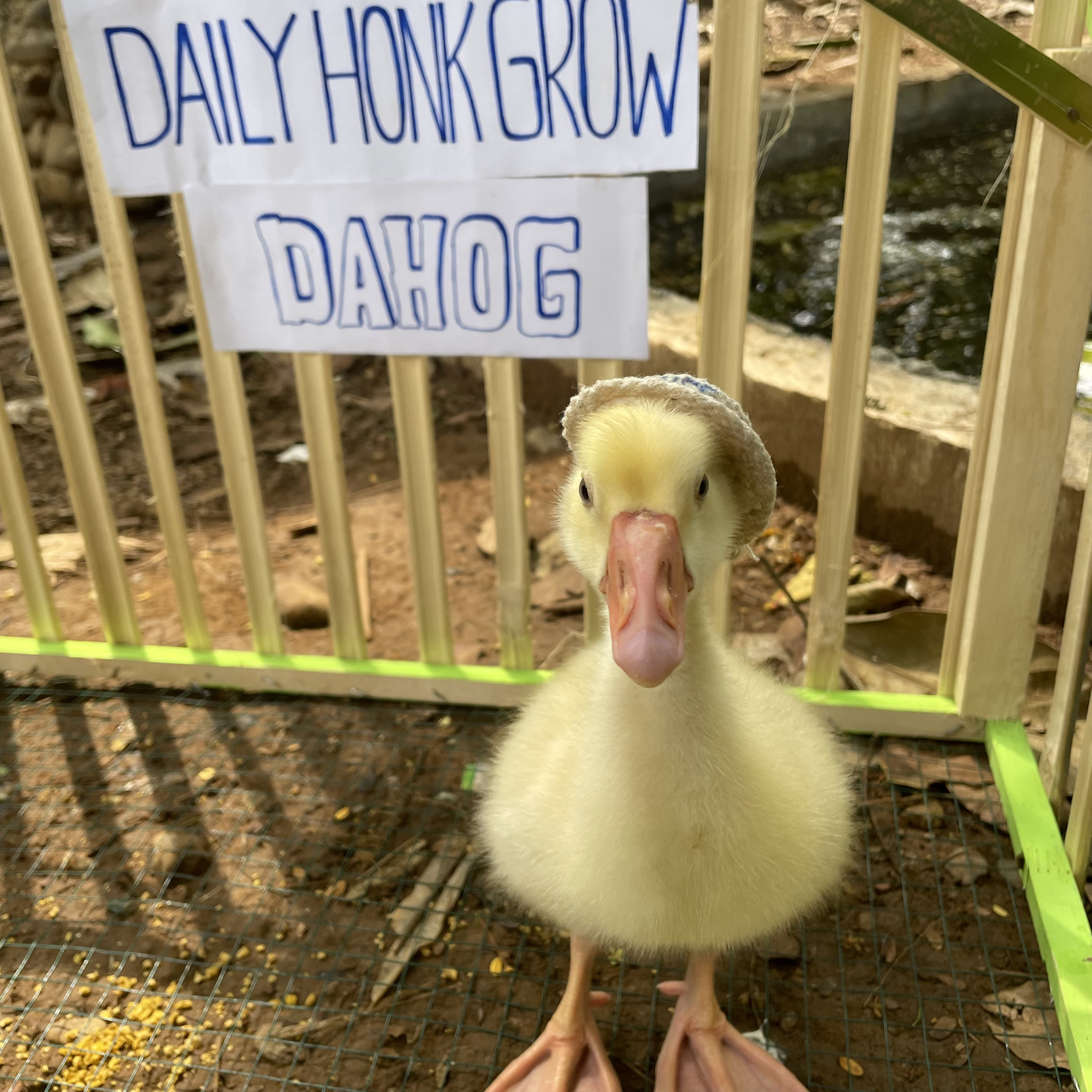 Goose Photo 2