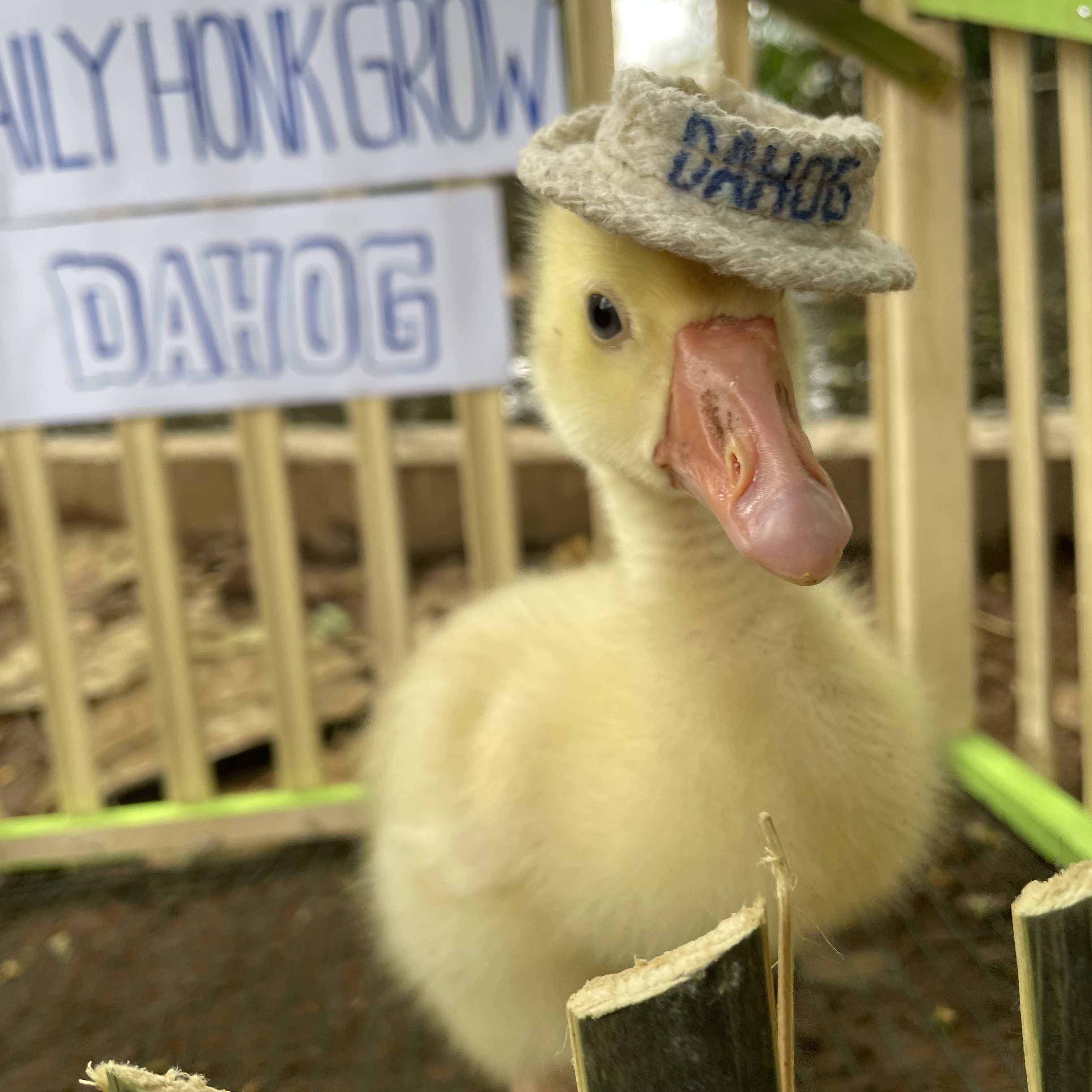 Goose Photo 3