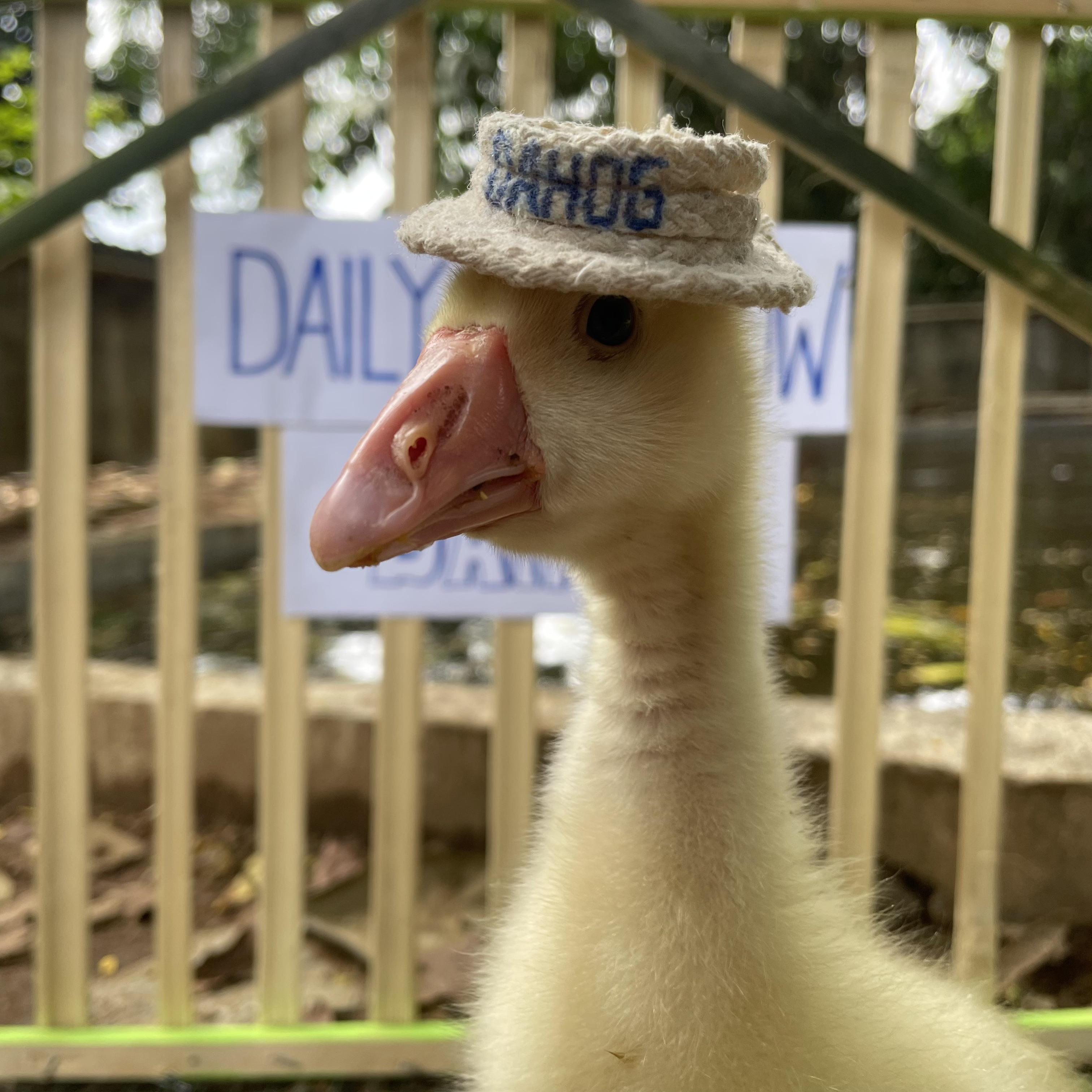 Goose Photo 3