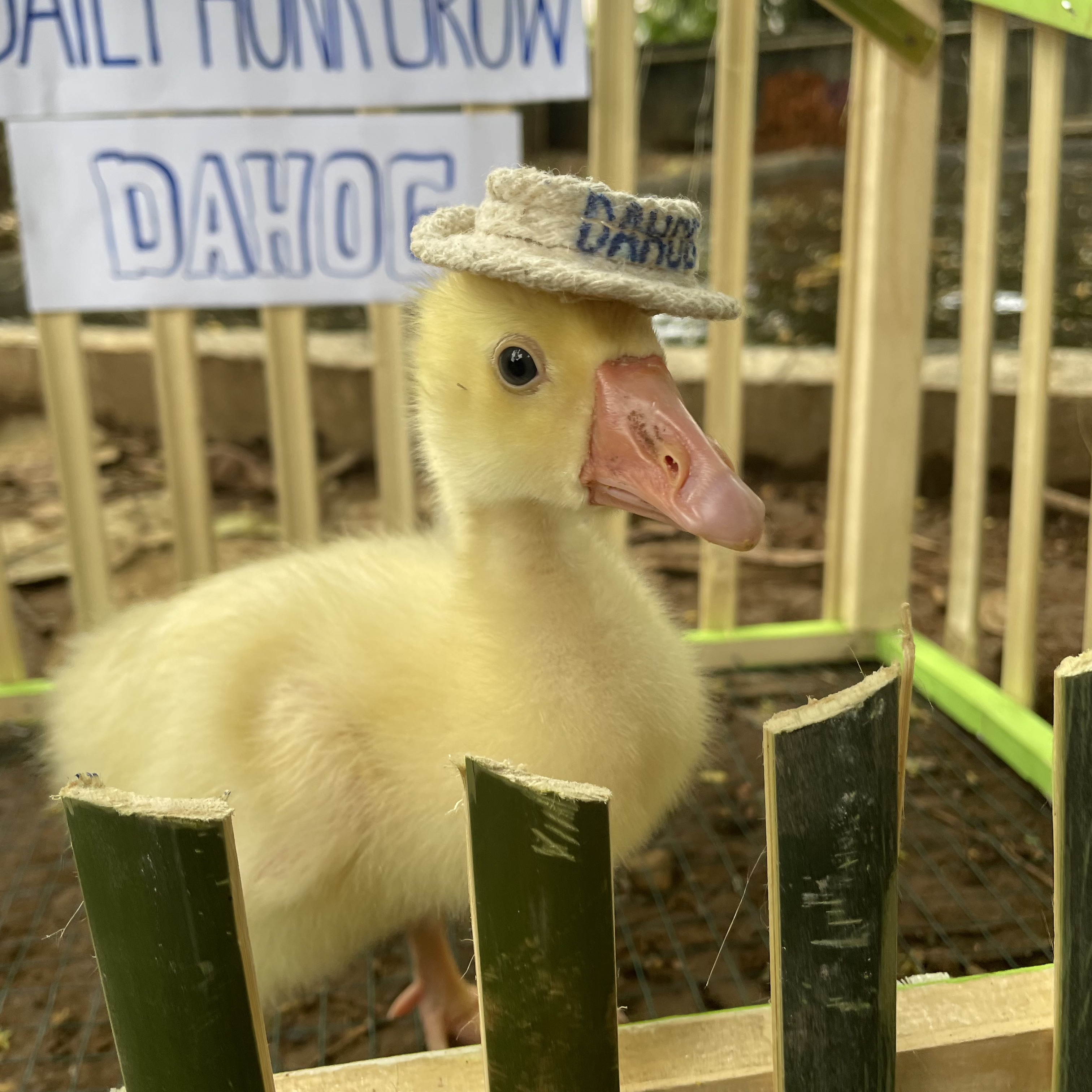 Goose Photo 3
