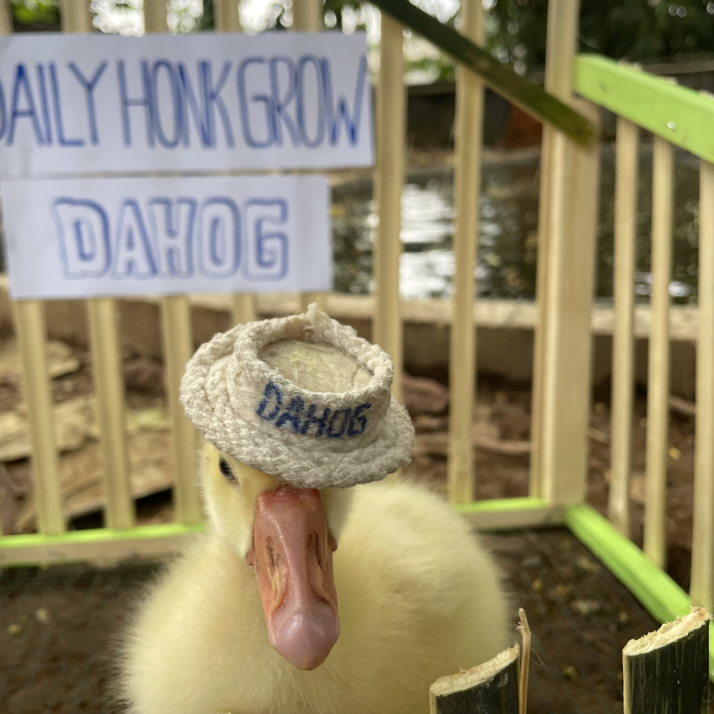 Goose Photo 3