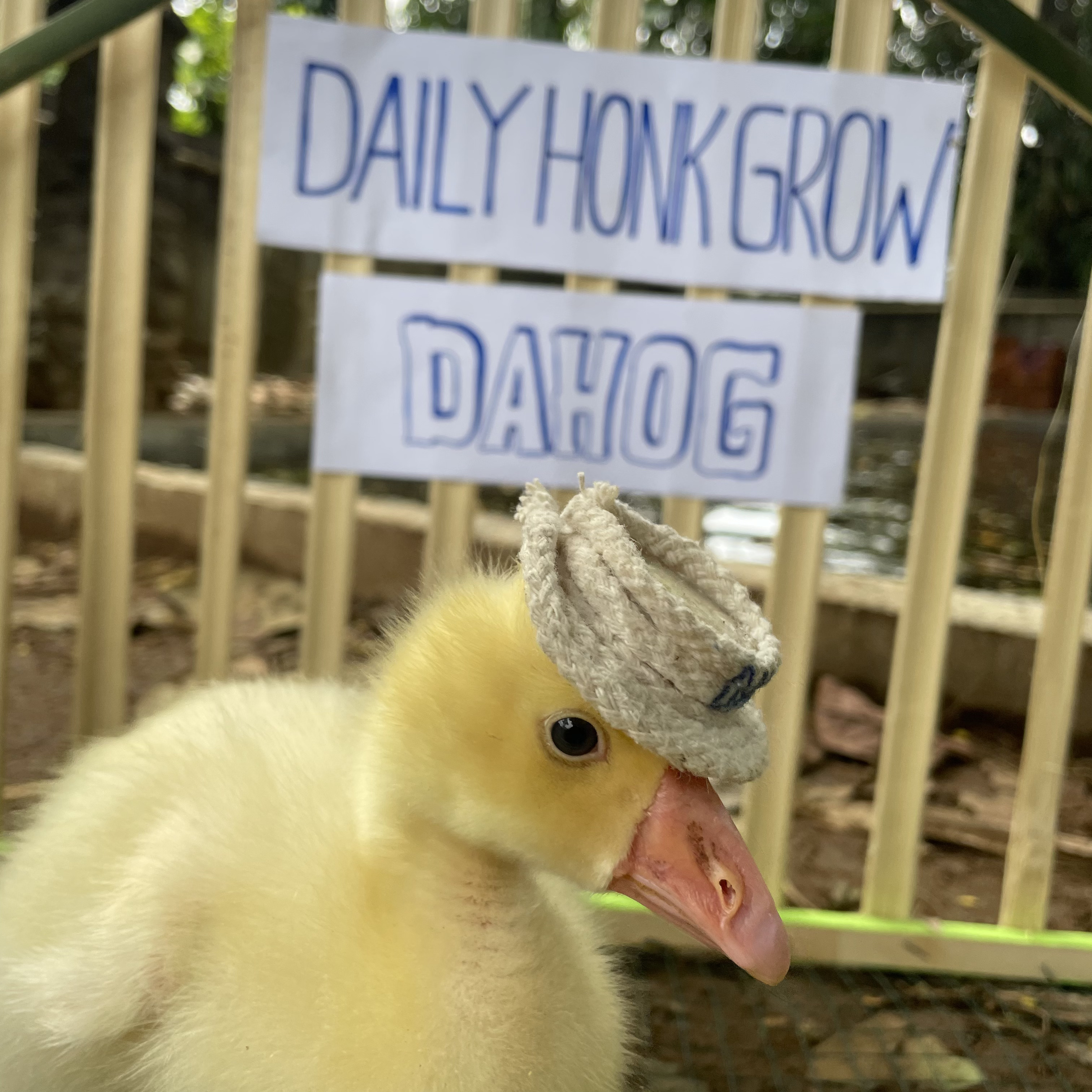 Goose Photo 3